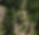 Balloon Tree CG - Photo 2