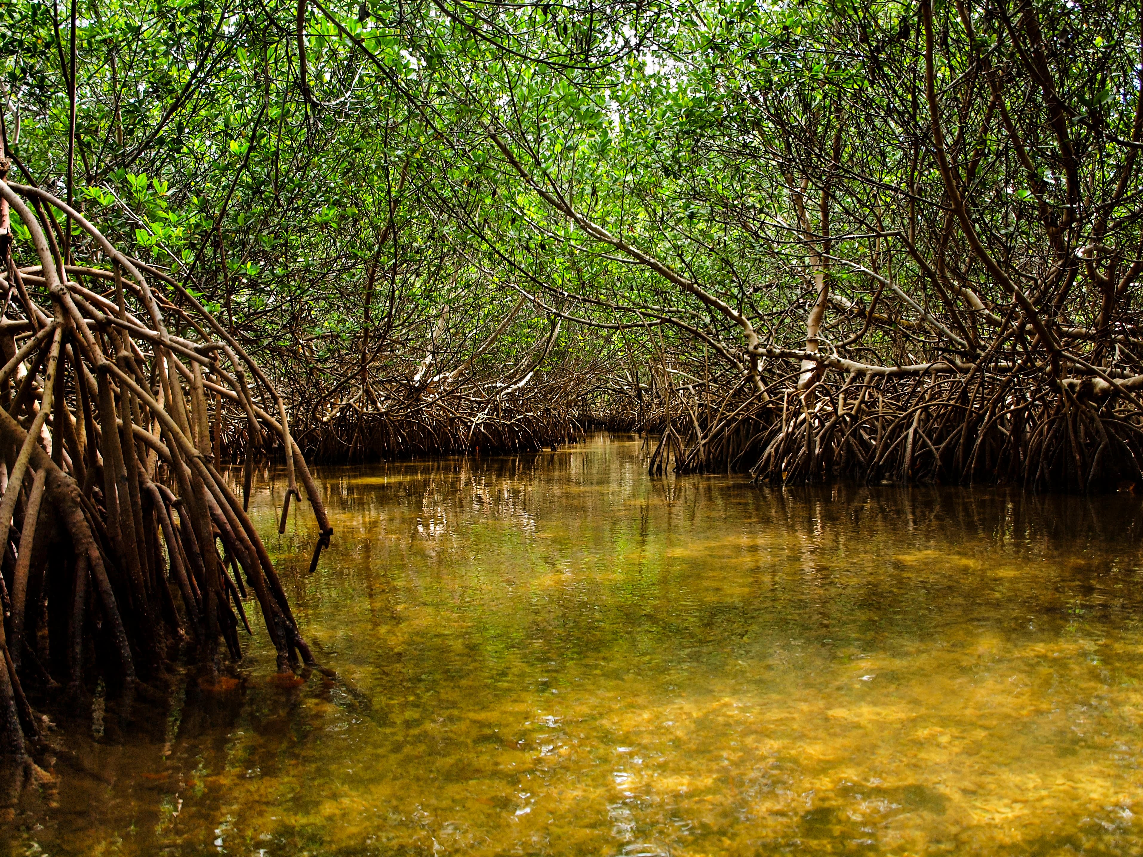 Mangrove trails in Marathon Florida. Kayak adventures in the Florida Keys. FloridaKeysVillas.com