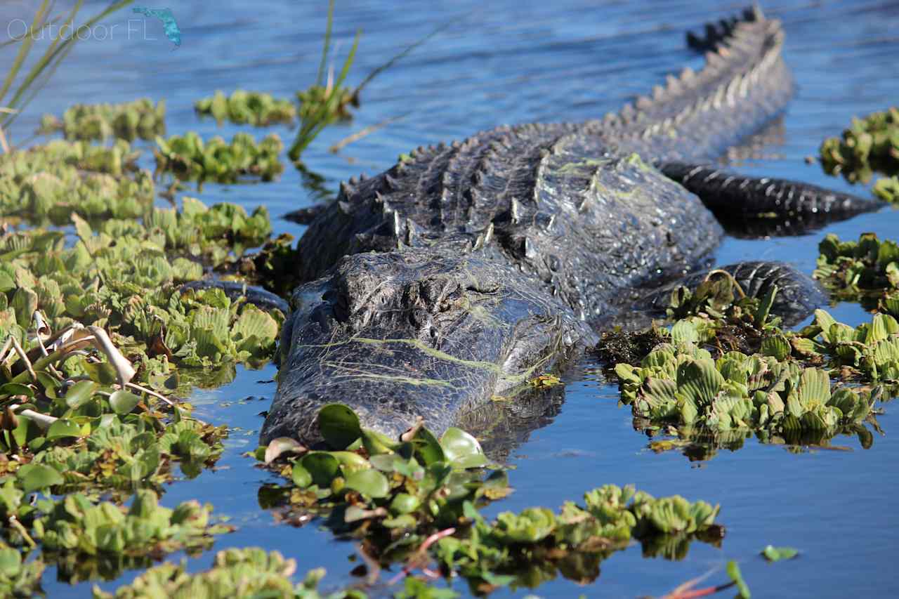 Paynes Prairie Preserve State Park