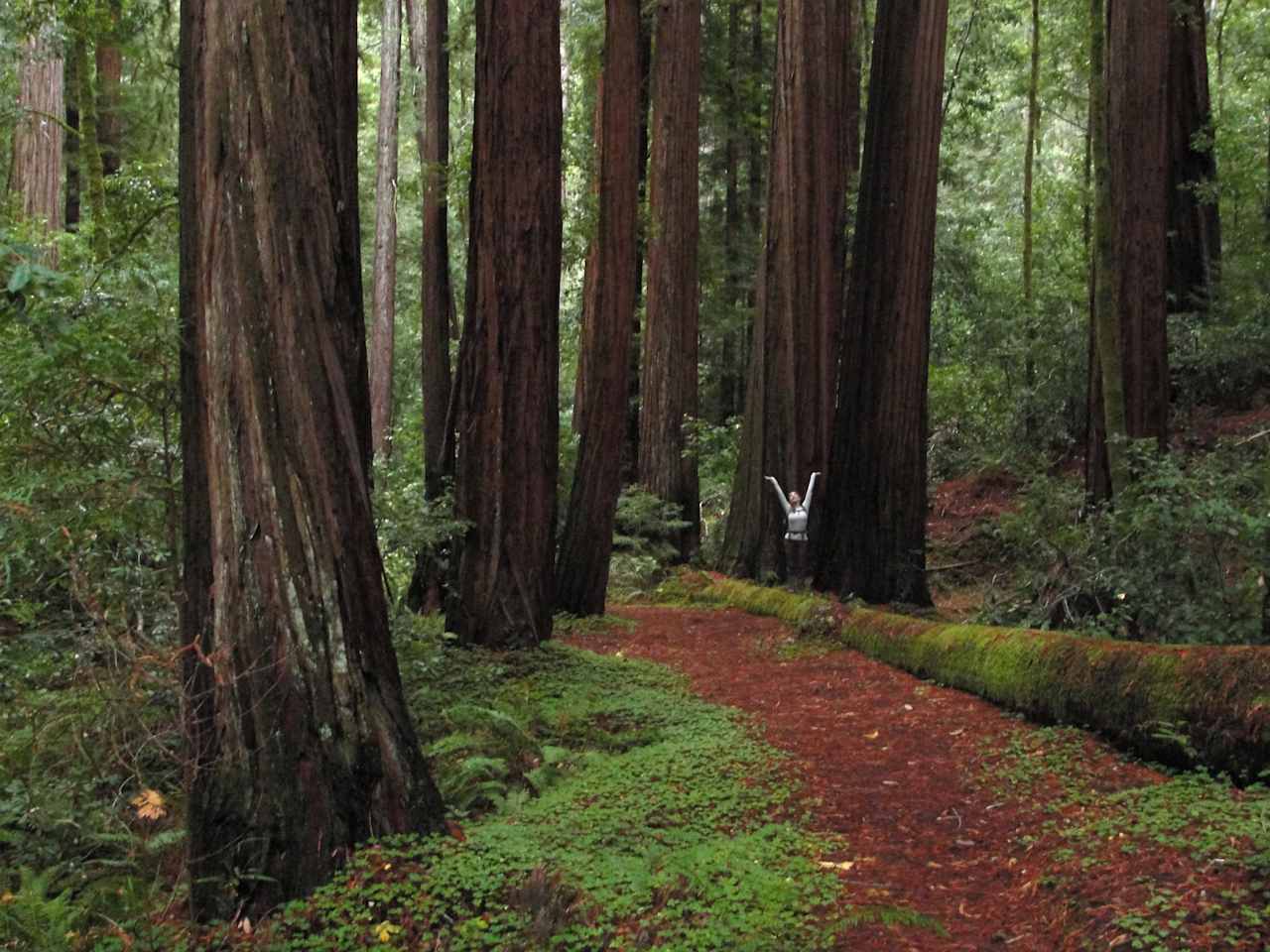 Sequoia Group Camps