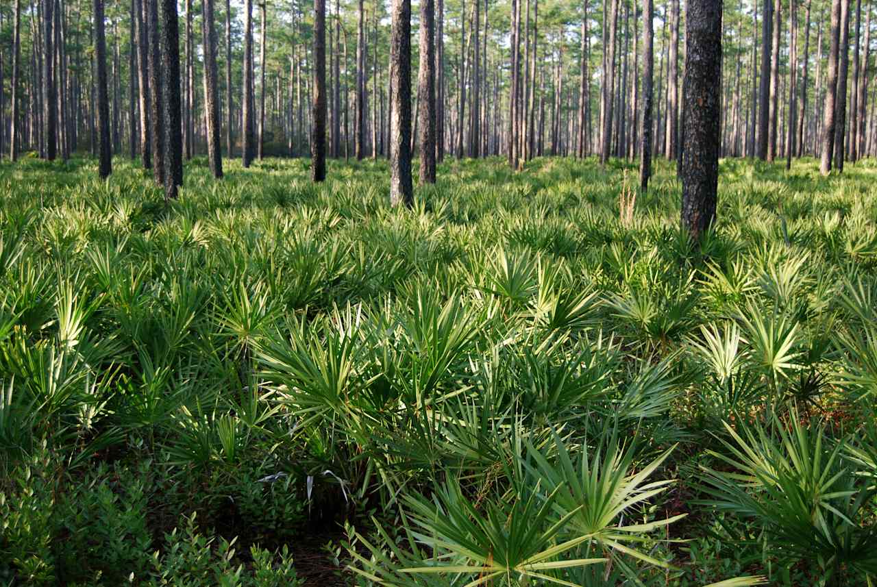 Florida Trail Primitive Campground
