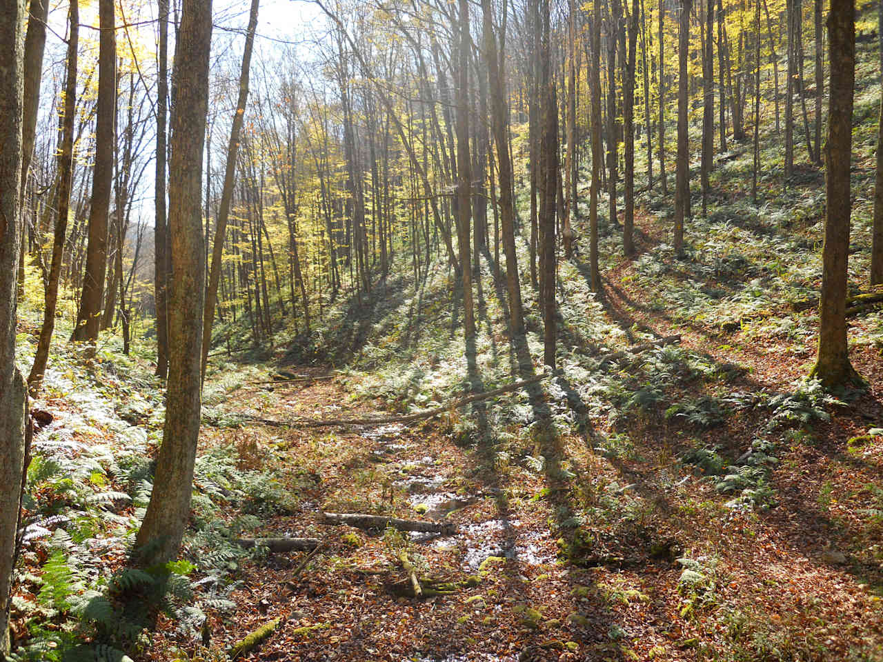 Ole Bull State Park Campground