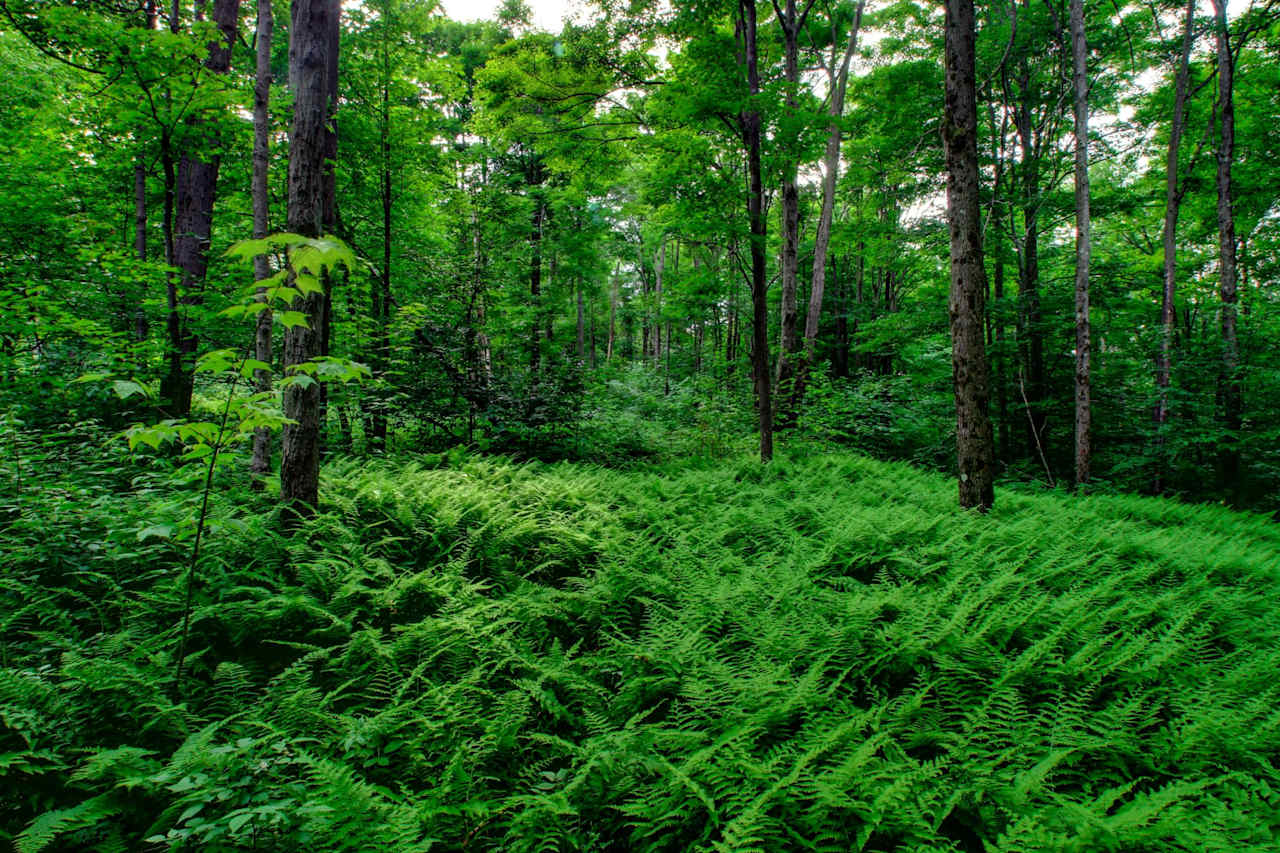 Salt Springs State Park