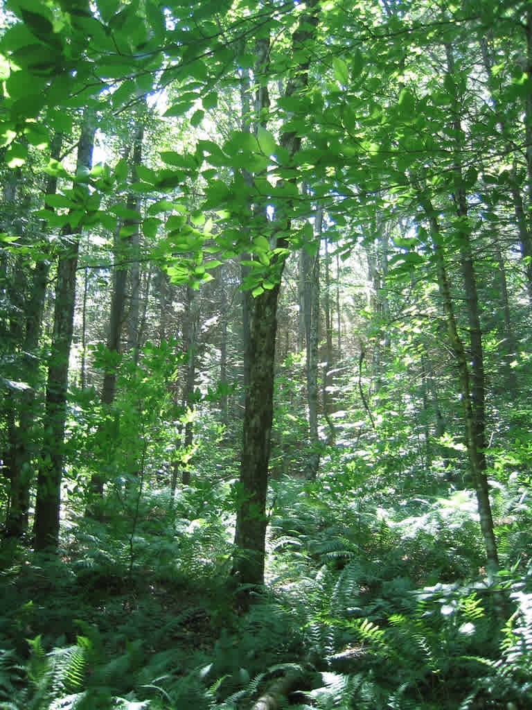 DAR State Forest