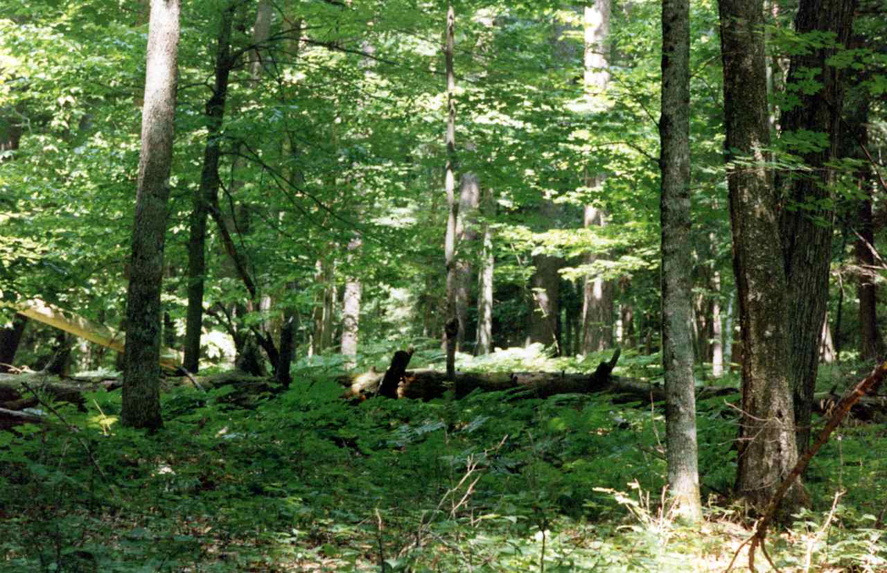 Hartwick Pines Campground