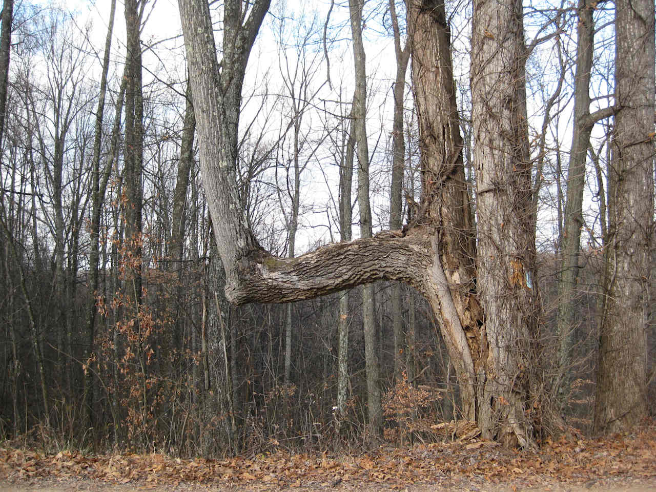 Tar Hollow State Forest