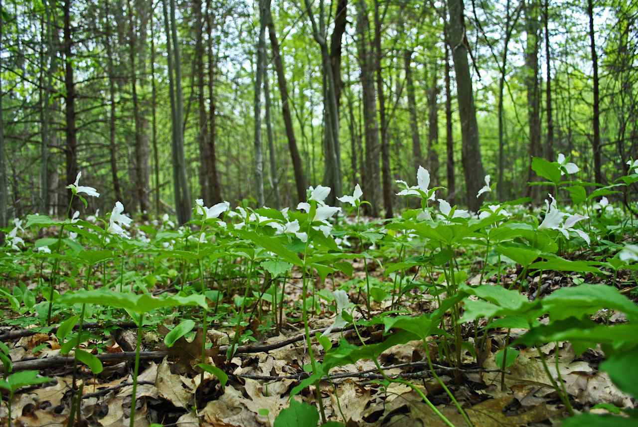 Emily Lake Recreation Area and Campground