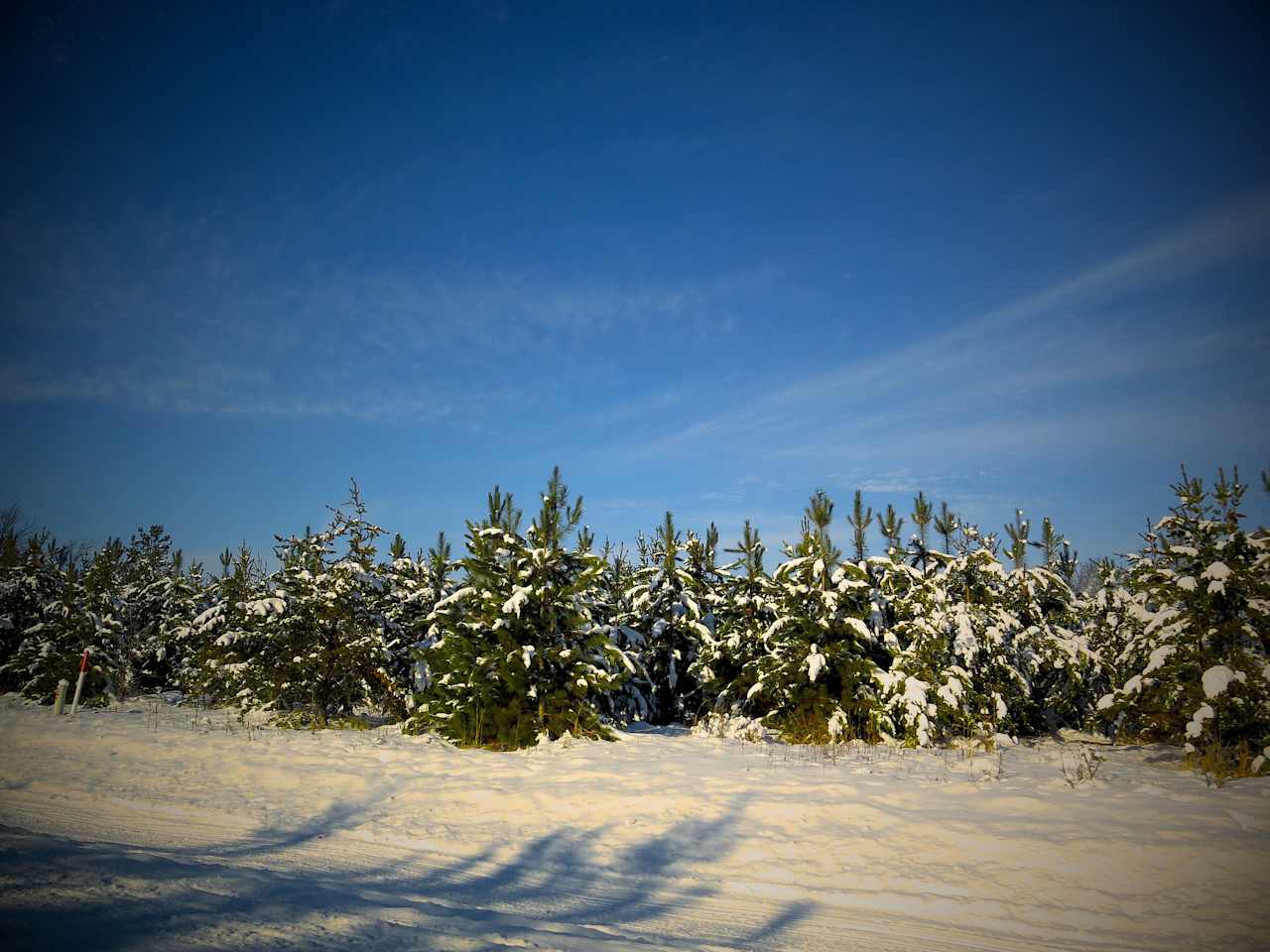 Crow Wing State Forest