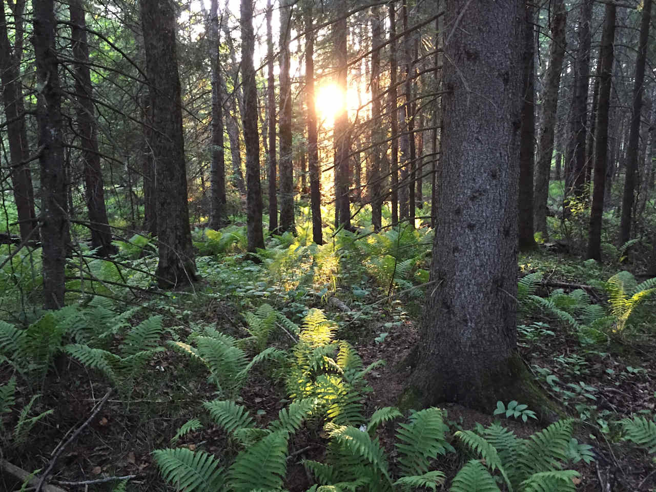 How beautiful is the campground? I took this photo behind a latrine. You'll like it here.
