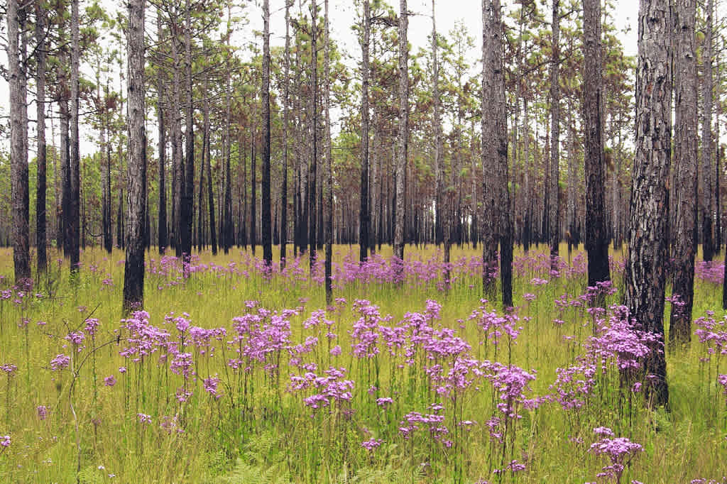 Croatan National Forest