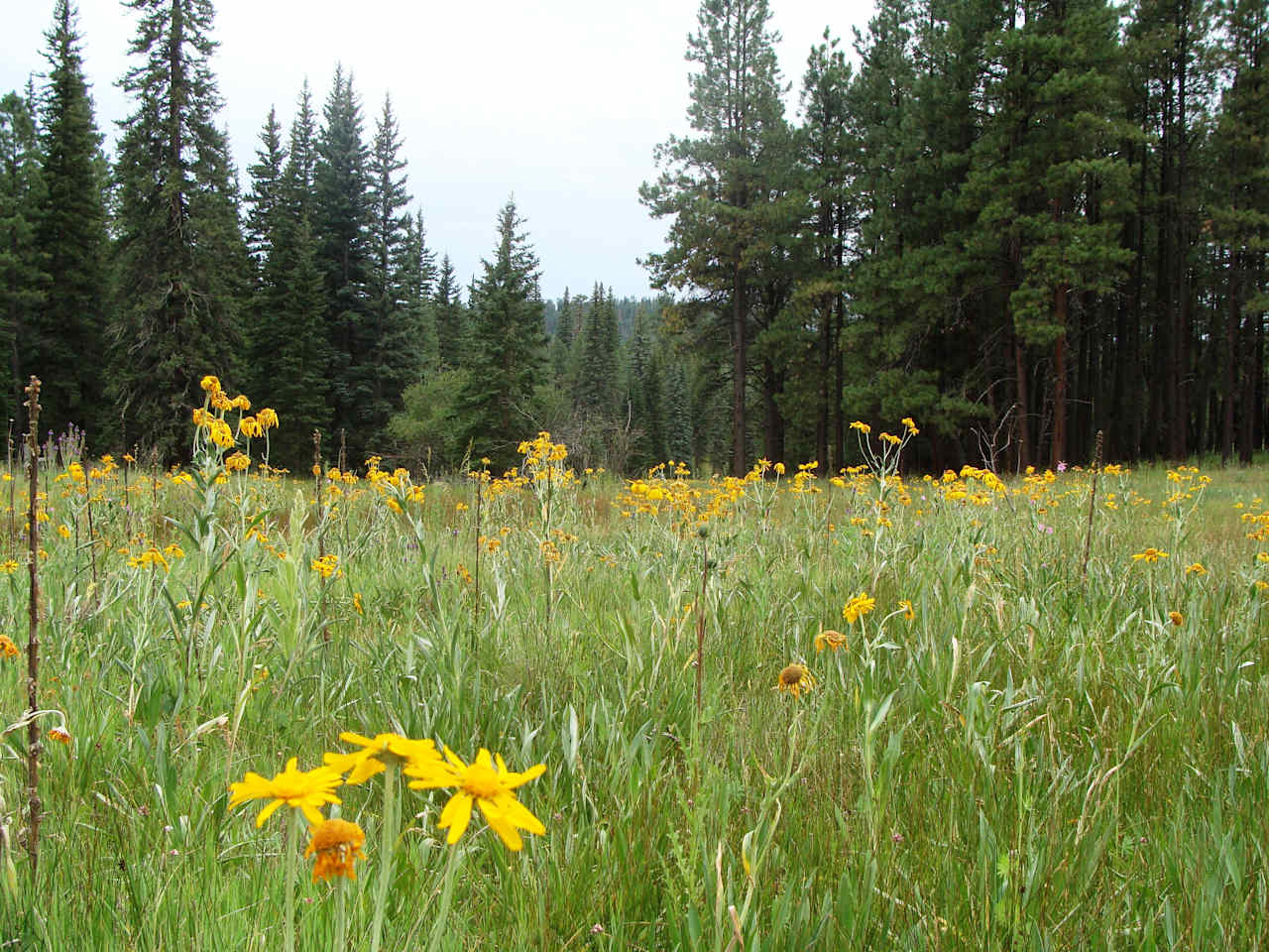Aspen Campground - East Fork Black River