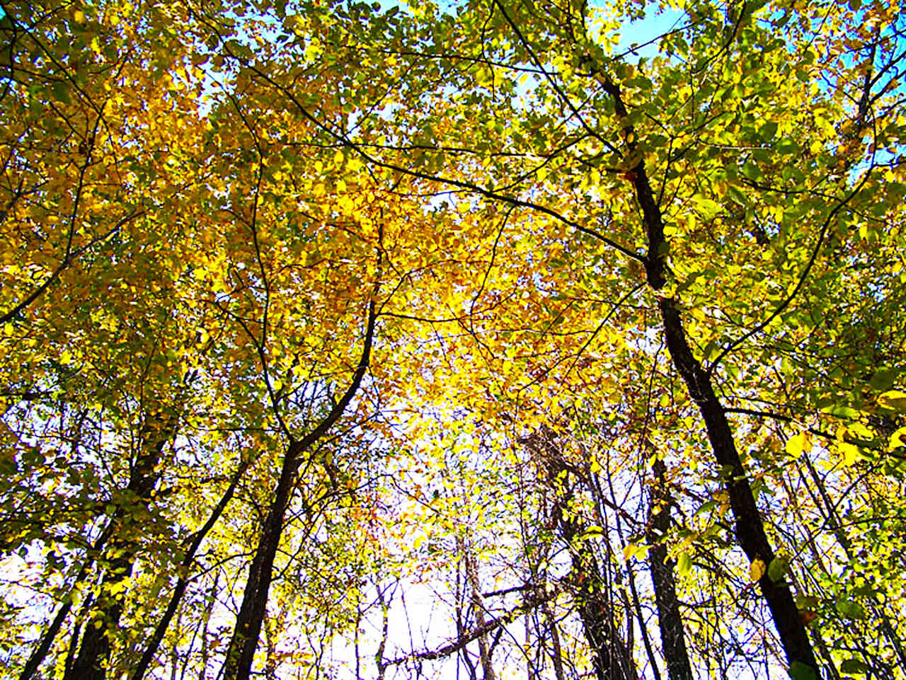 Pickerel Lake Campground