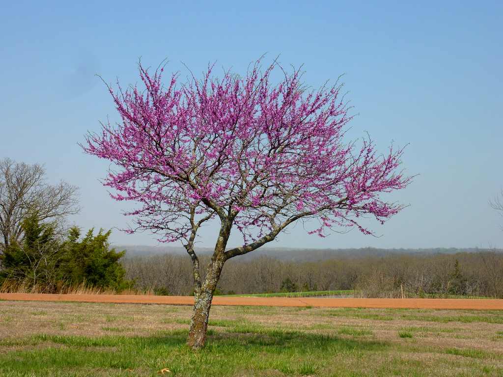 Cross Timbers State Park
