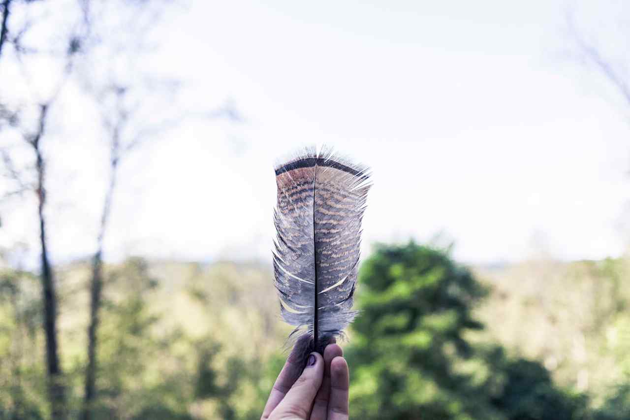 Signs of the wild