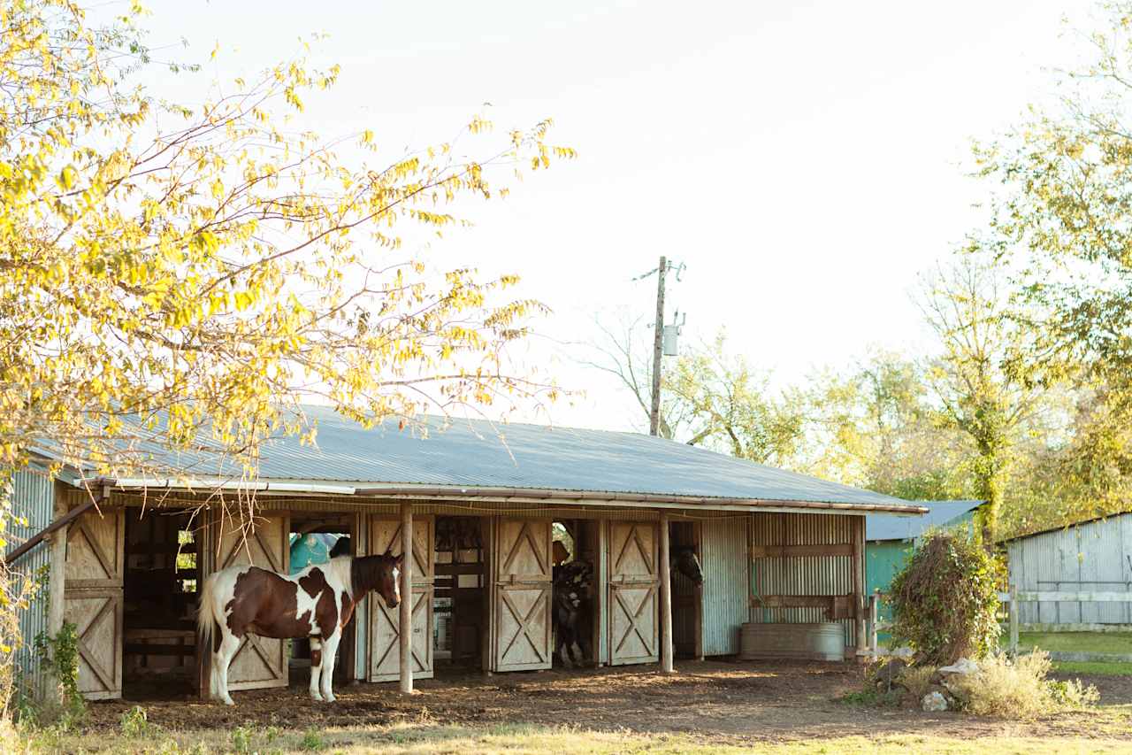One of the horses heading into the stables