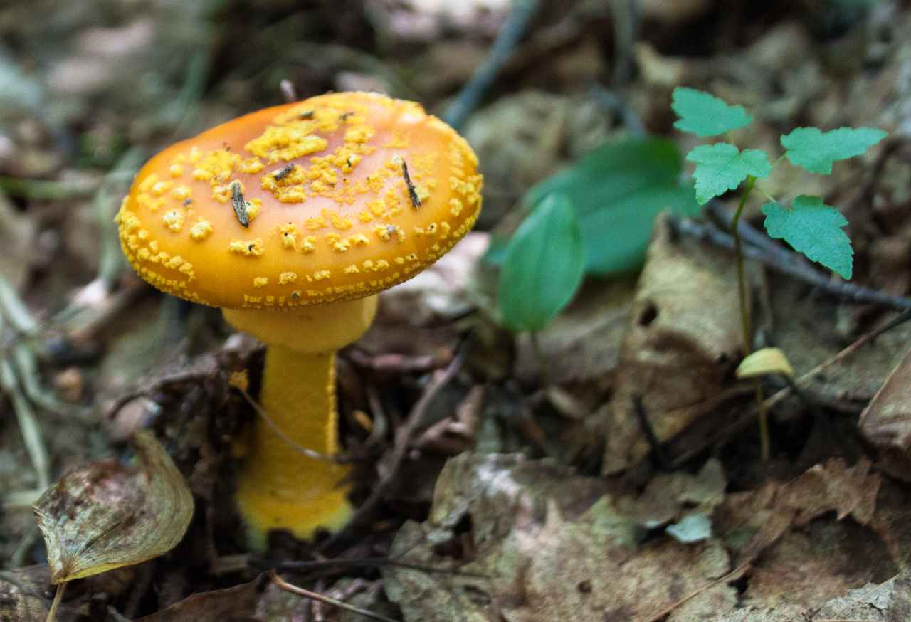 Super mushroom.