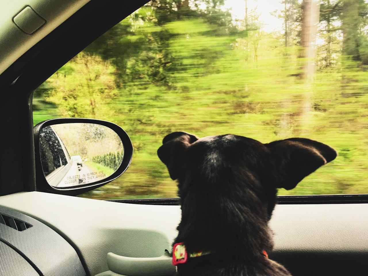 Butch was very excited on the drive in to Naked Falls camp.