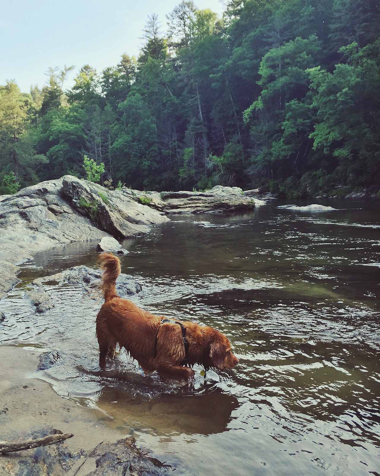 Hunting water bugs above Woodall Shoals