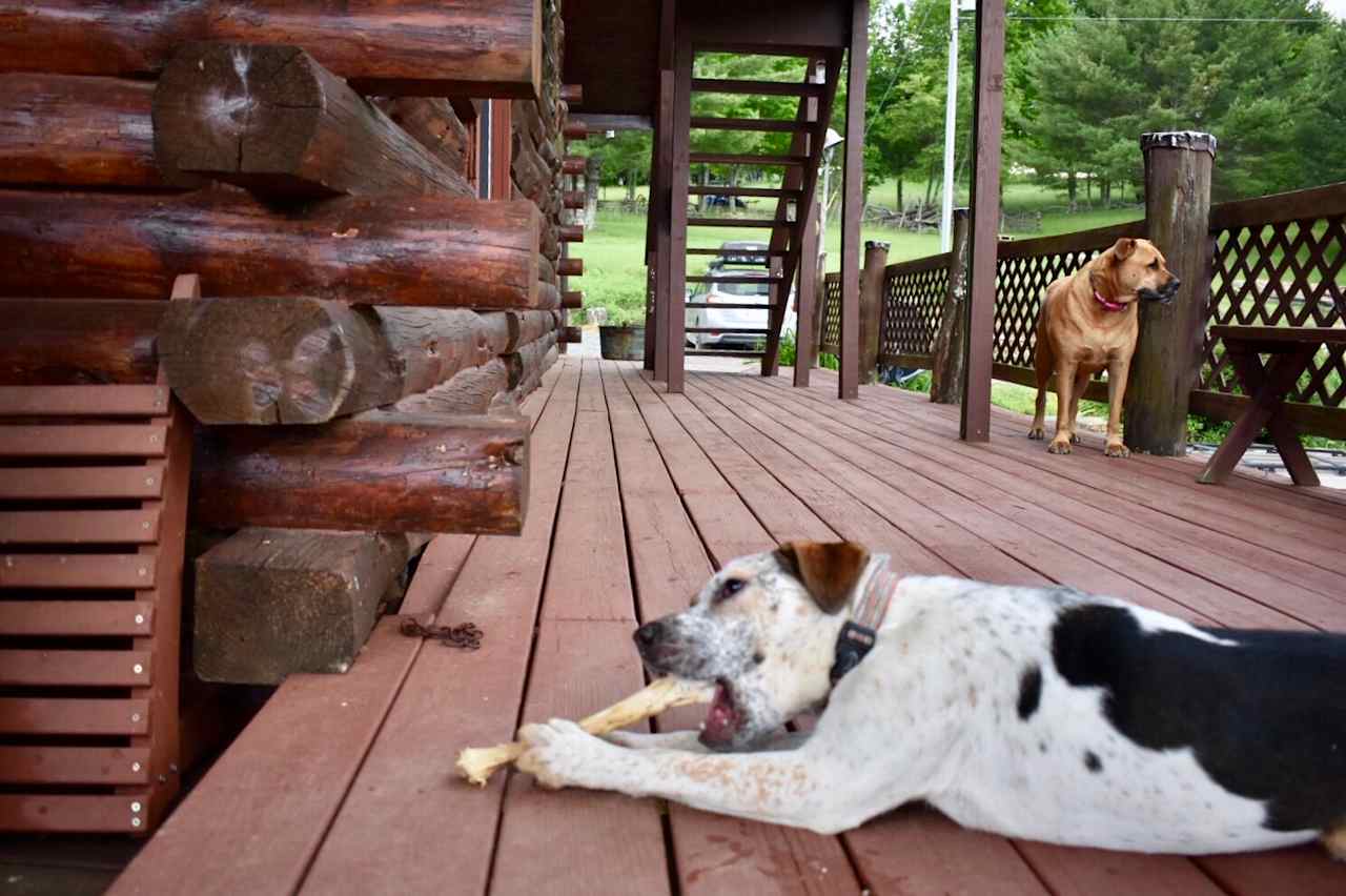 The host had a dog Xena who gets along well with other dogs. On the farm dogs might find old deer bones and have an amazing time!  