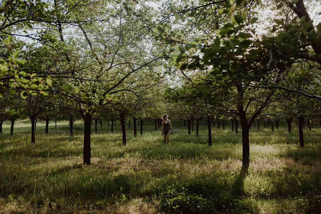 Cherry Orchards everywhere! So pretty just before sunset.