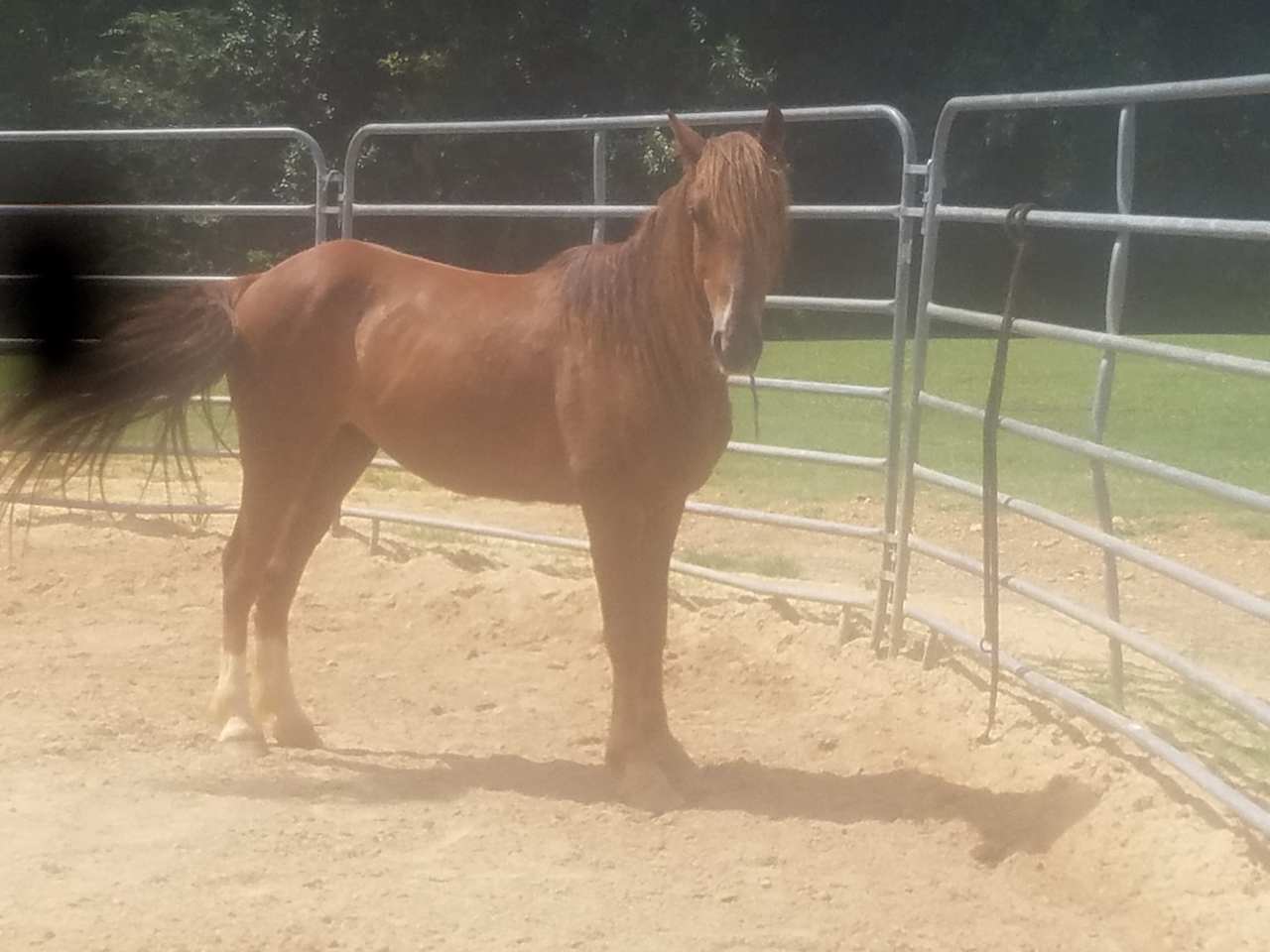 Wild mustangs to see 