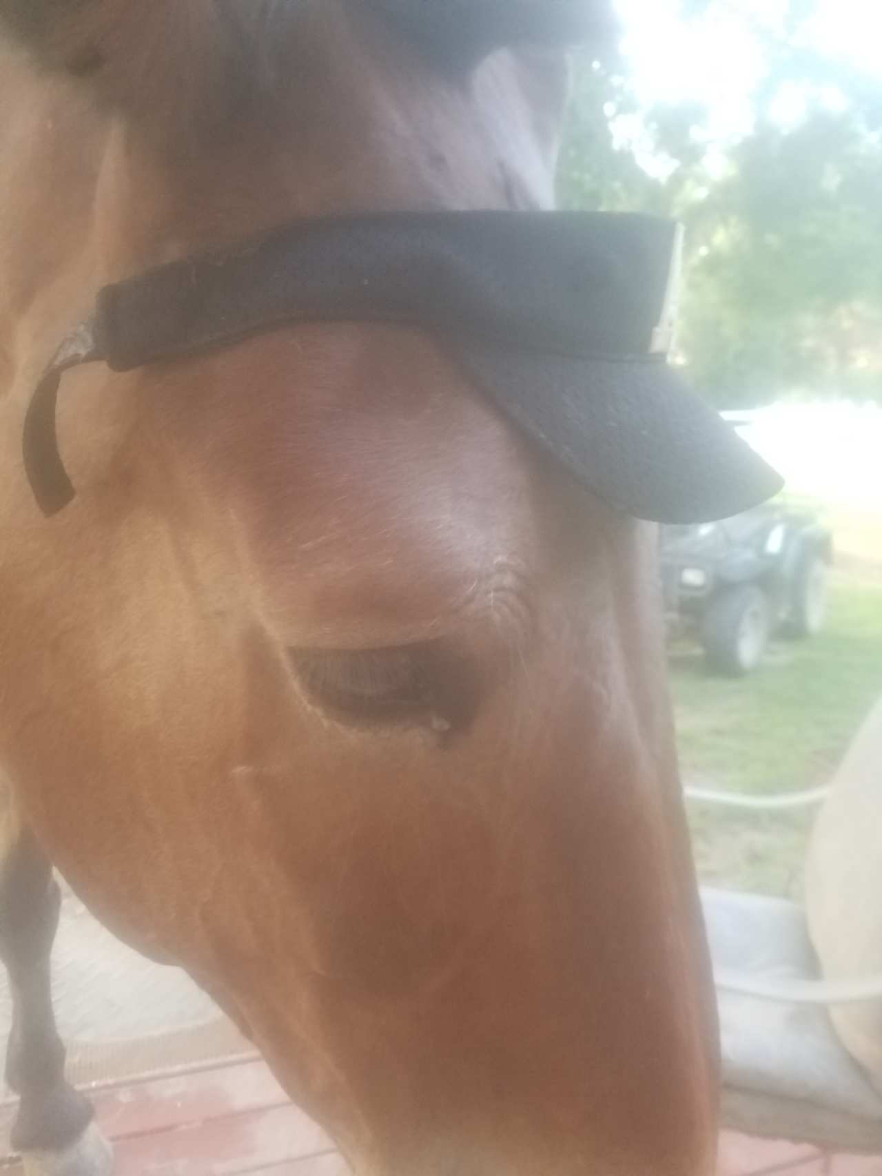 Our free range mule Georgia  .. loves photos..