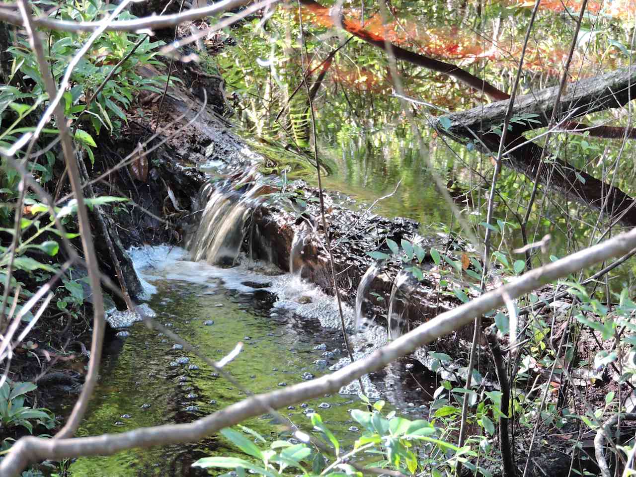 Naturally flowing creeks brimming with wildlife