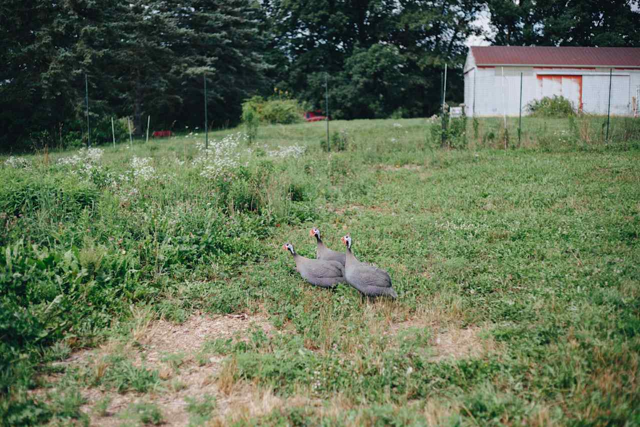 Nature and Nurture Farm