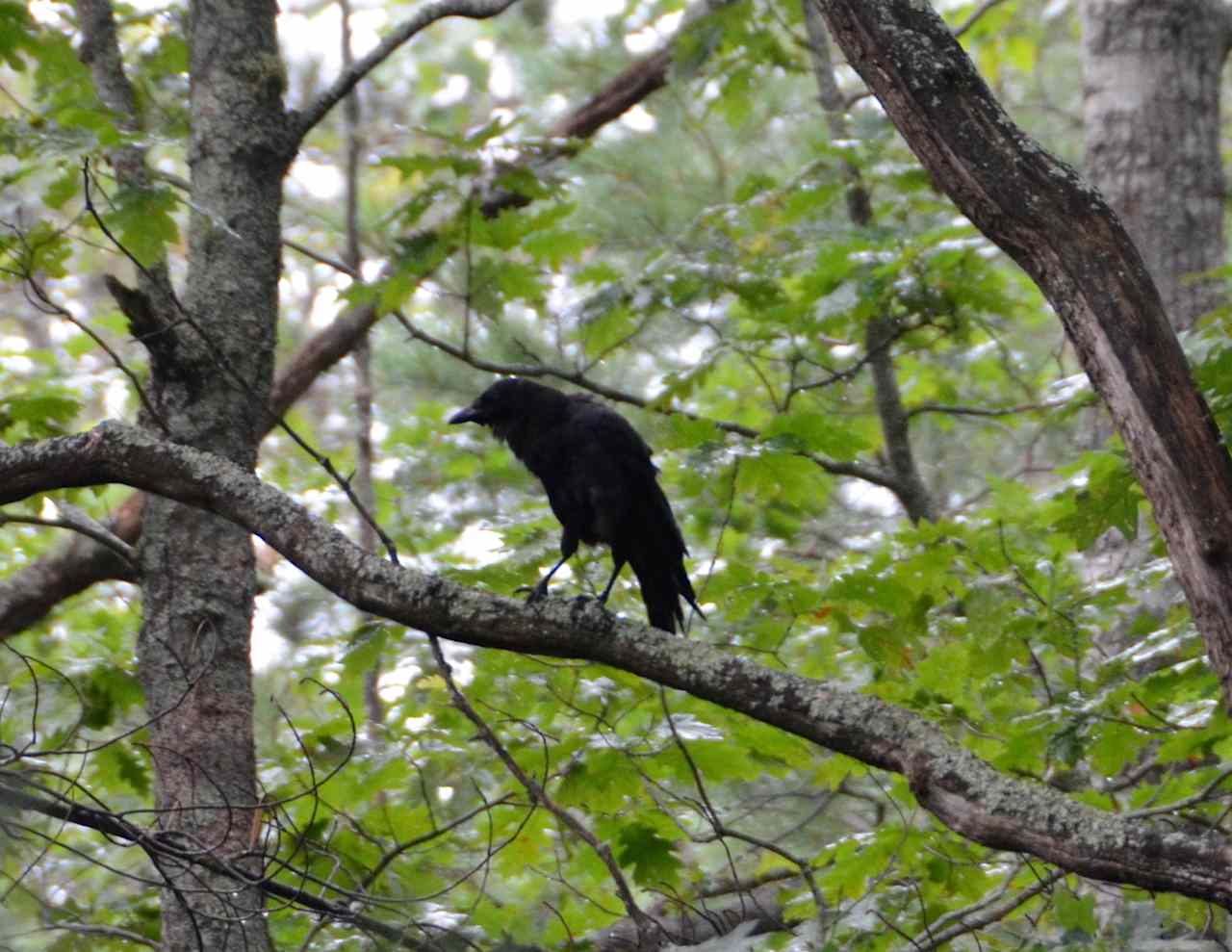 The piper at the gates of dawn or Edgar Allan Poe's protege 