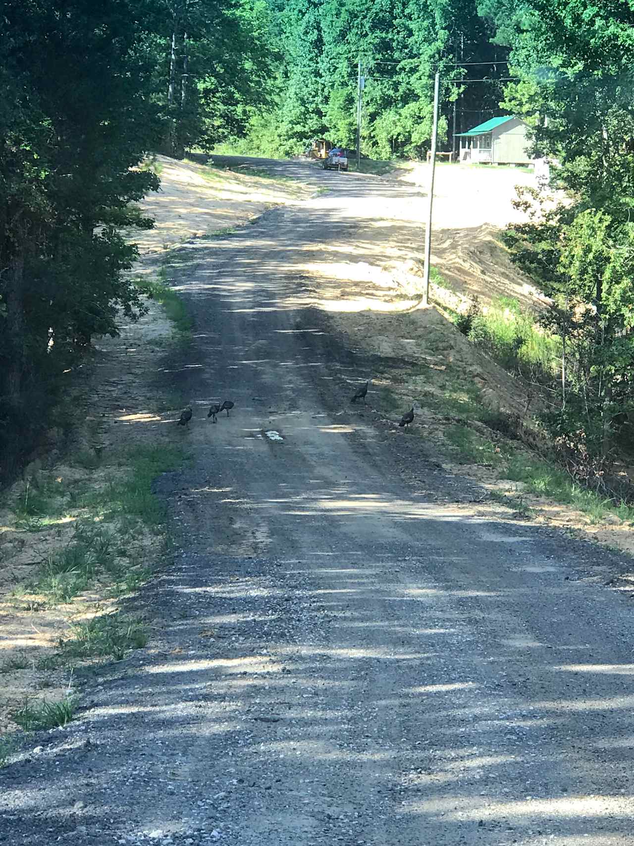Some wild turkeys hanging out on the road to the Agripark. The cabin is at the top right of the pic.
