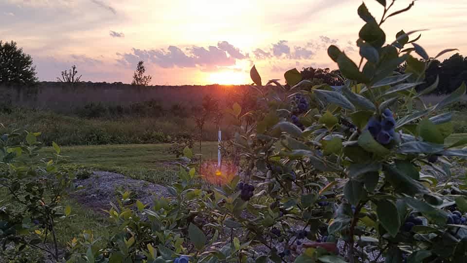 Beautiful Sunsets 