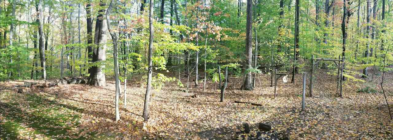 Forest along Sand Run Park