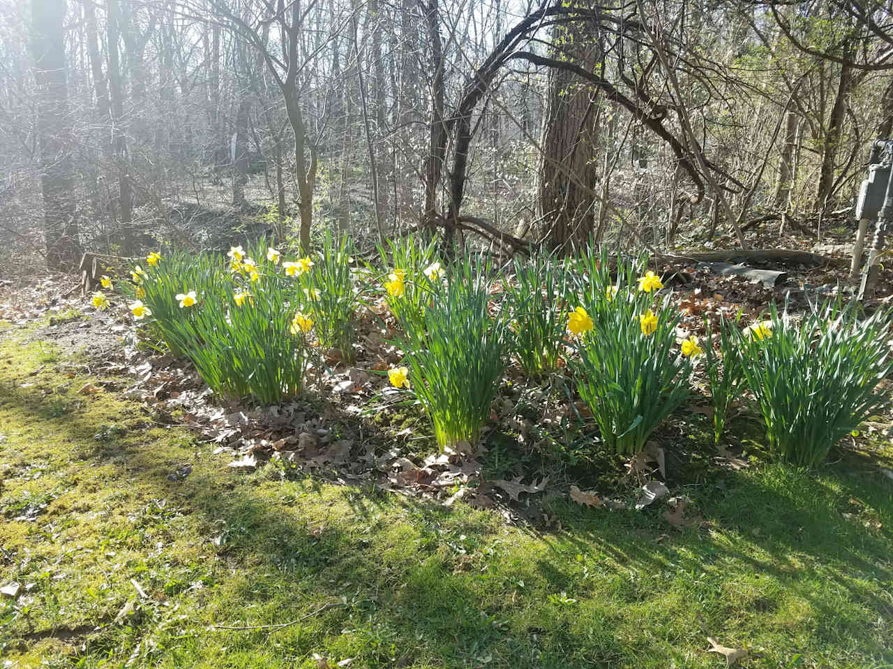 Spring tulips