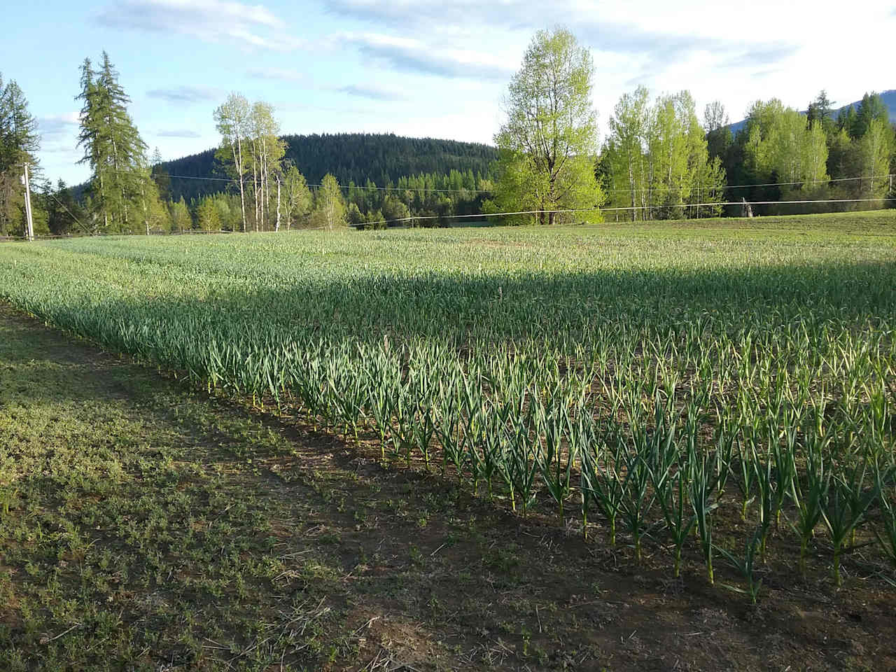 Fields of green