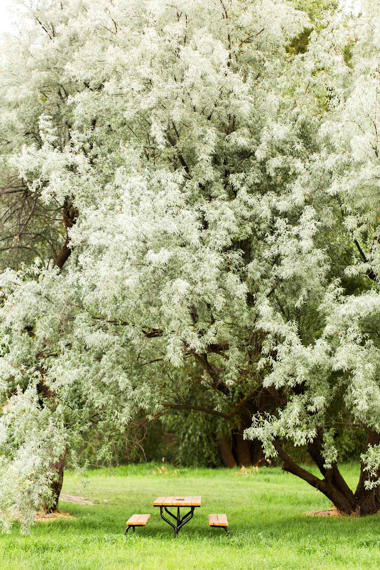 Russian Olive trees