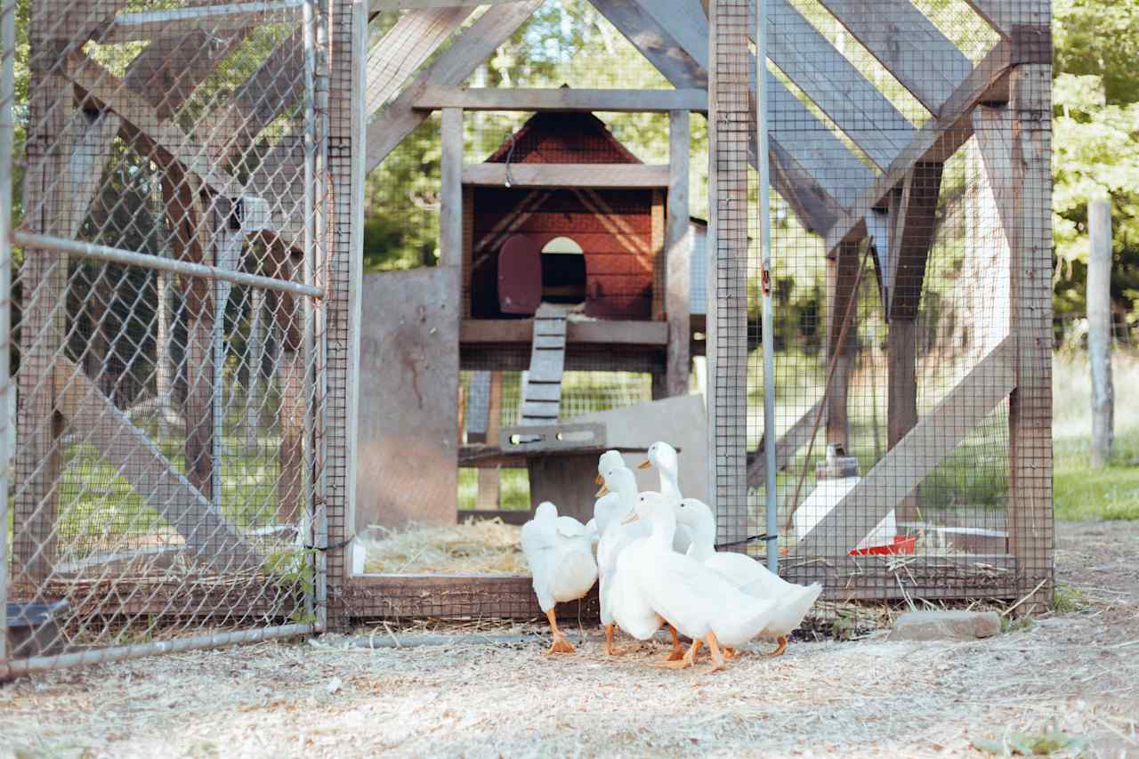 Ducklings