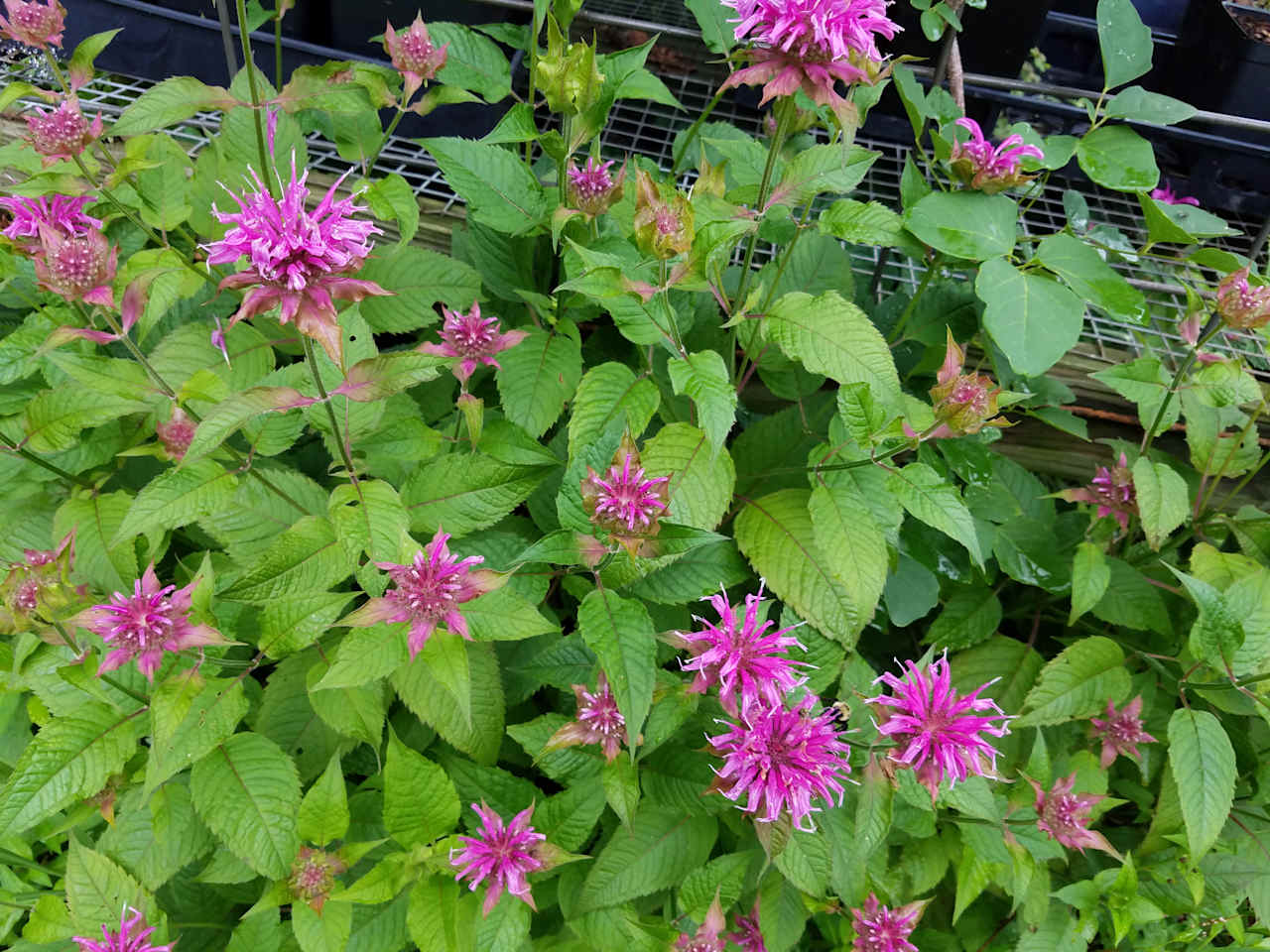 Brambleberry Permaculture Farm