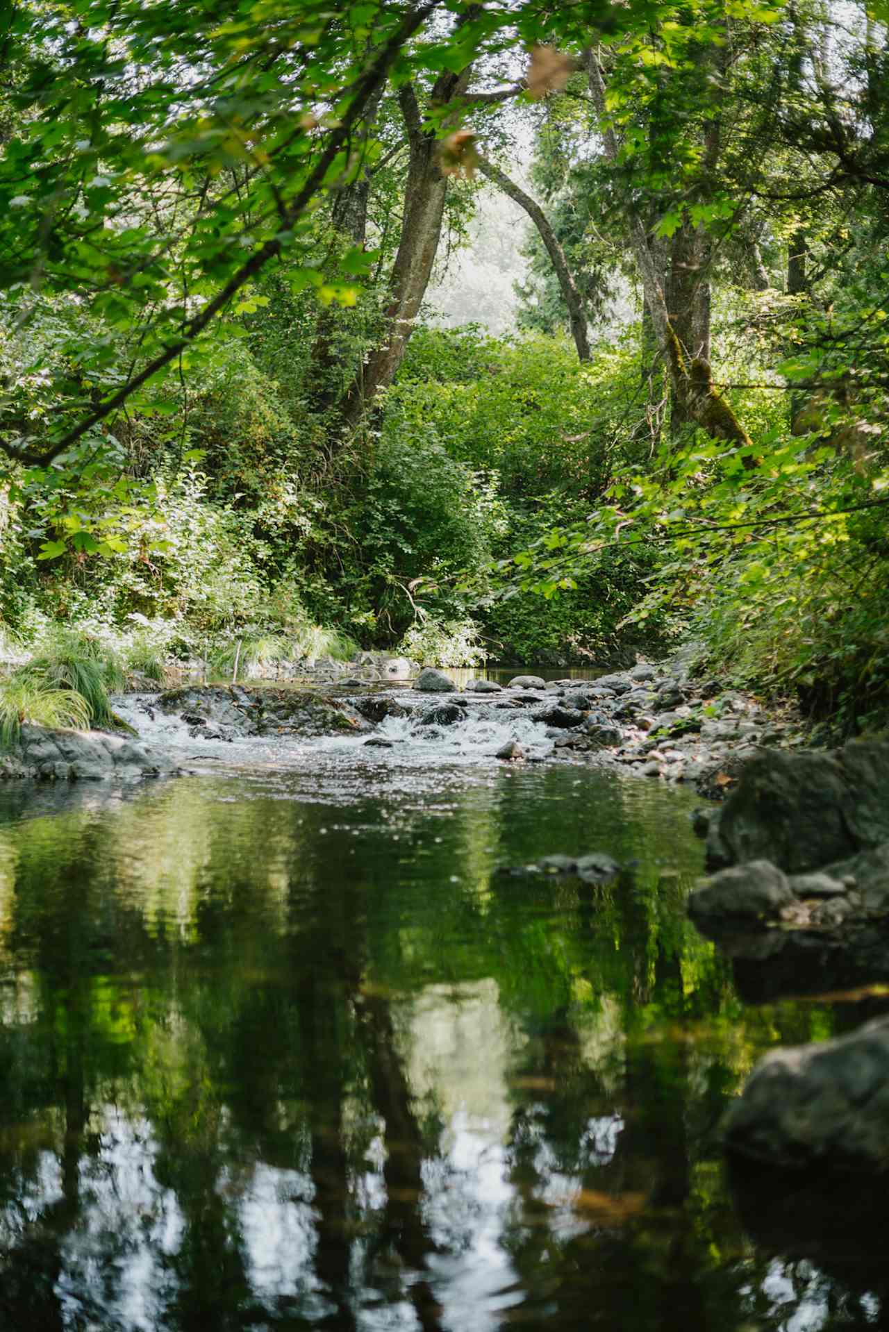 Little creek good for swimming in!