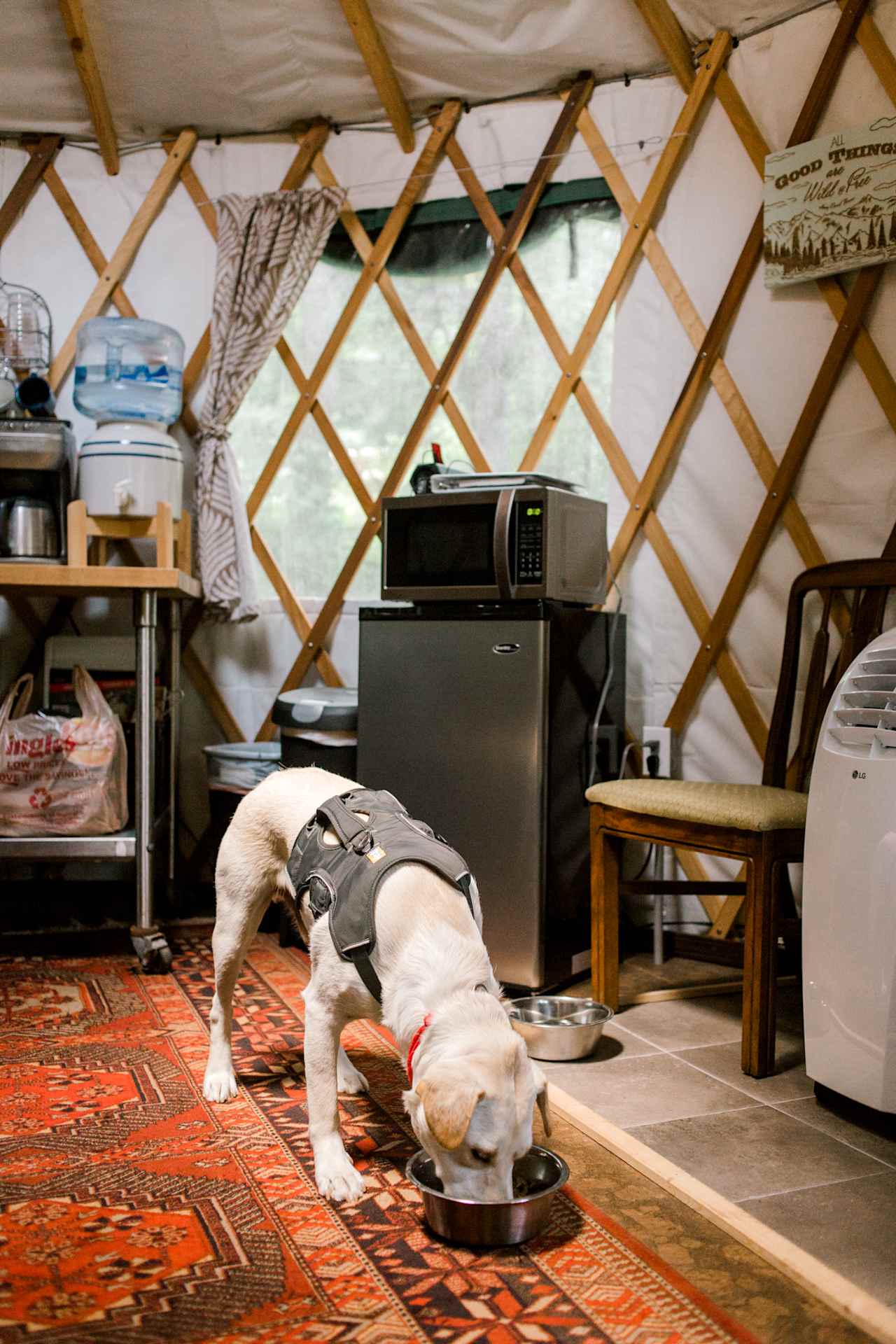 Dog-friendly!