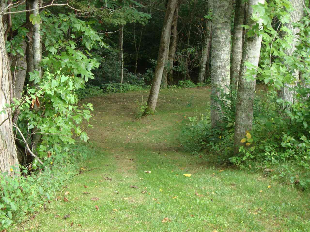 Camp site 1 and view down the drive in to it.