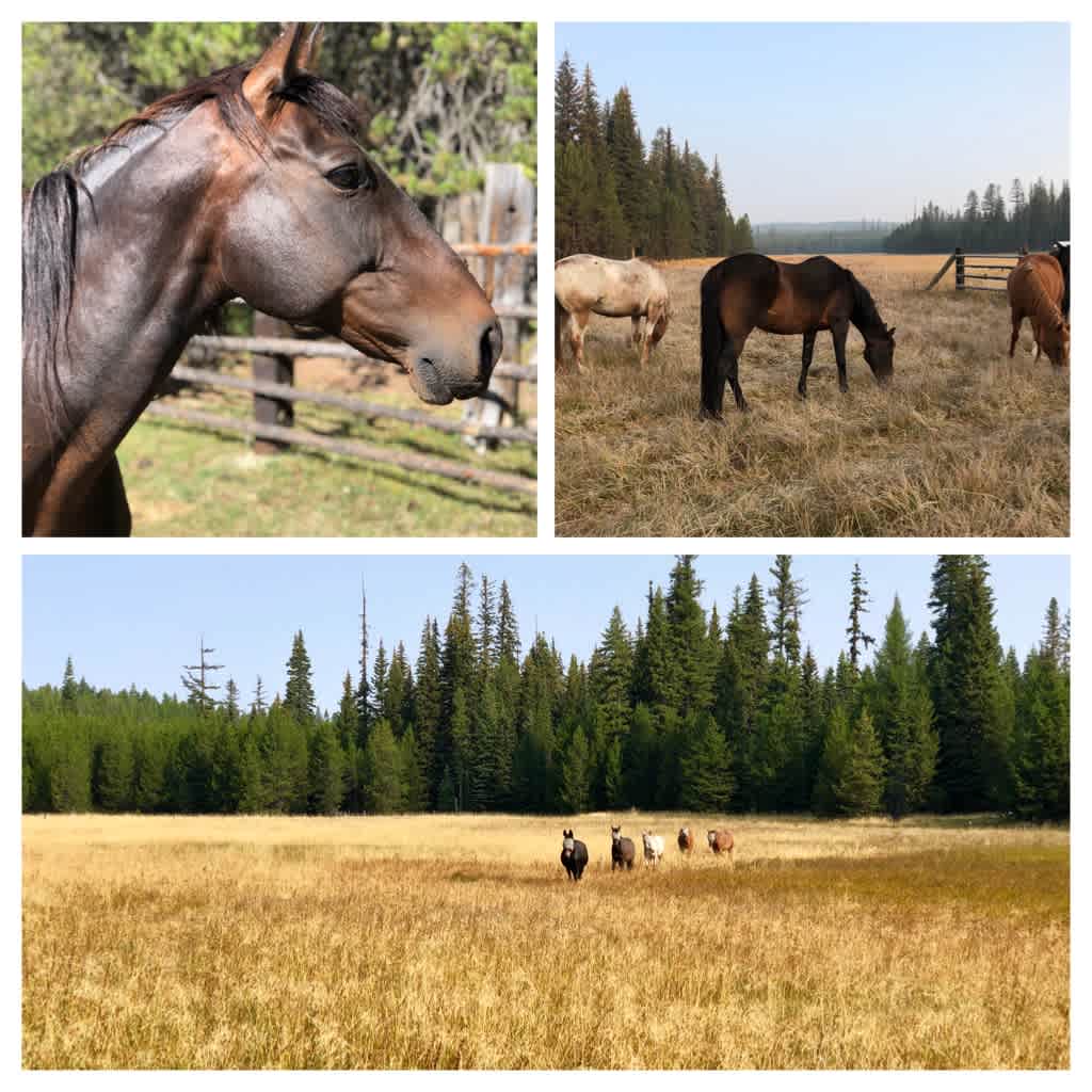 Horse meadow