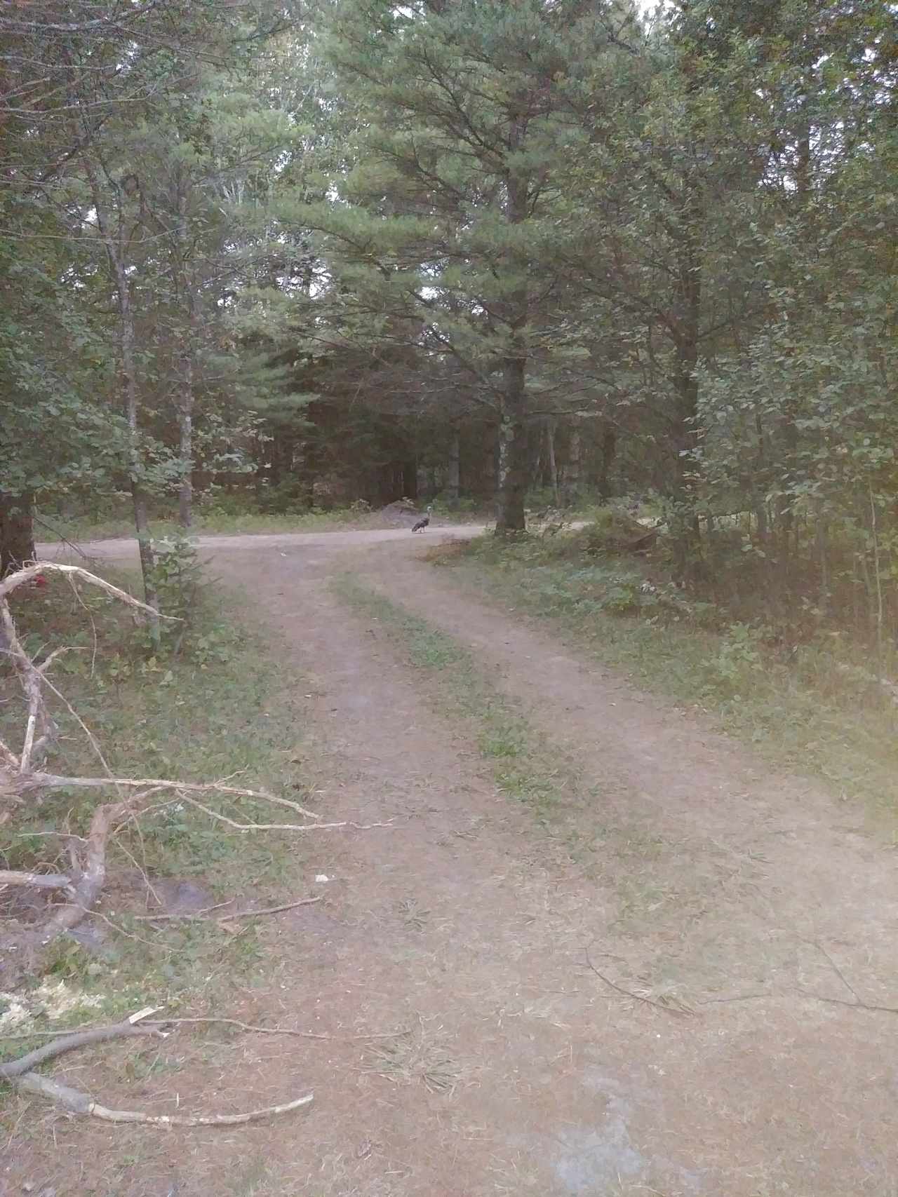 Dave's Island Hideaway