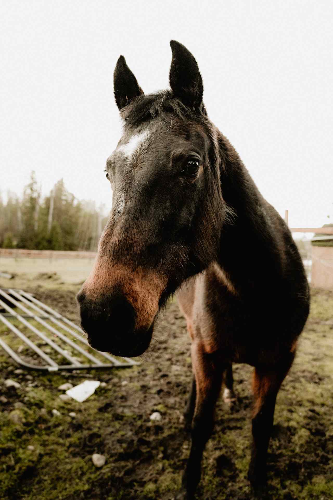 Dragos Farm