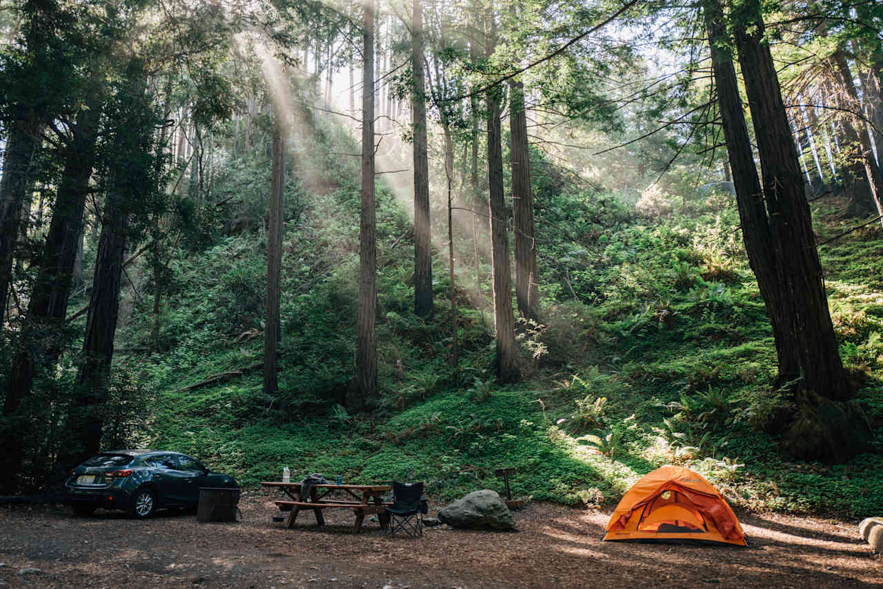 One of the Redwood sites in the morning light.