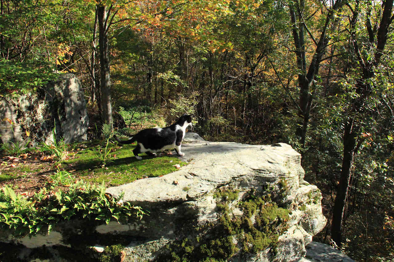 The hiking cat, exploring the rock ledges that adorn the property.