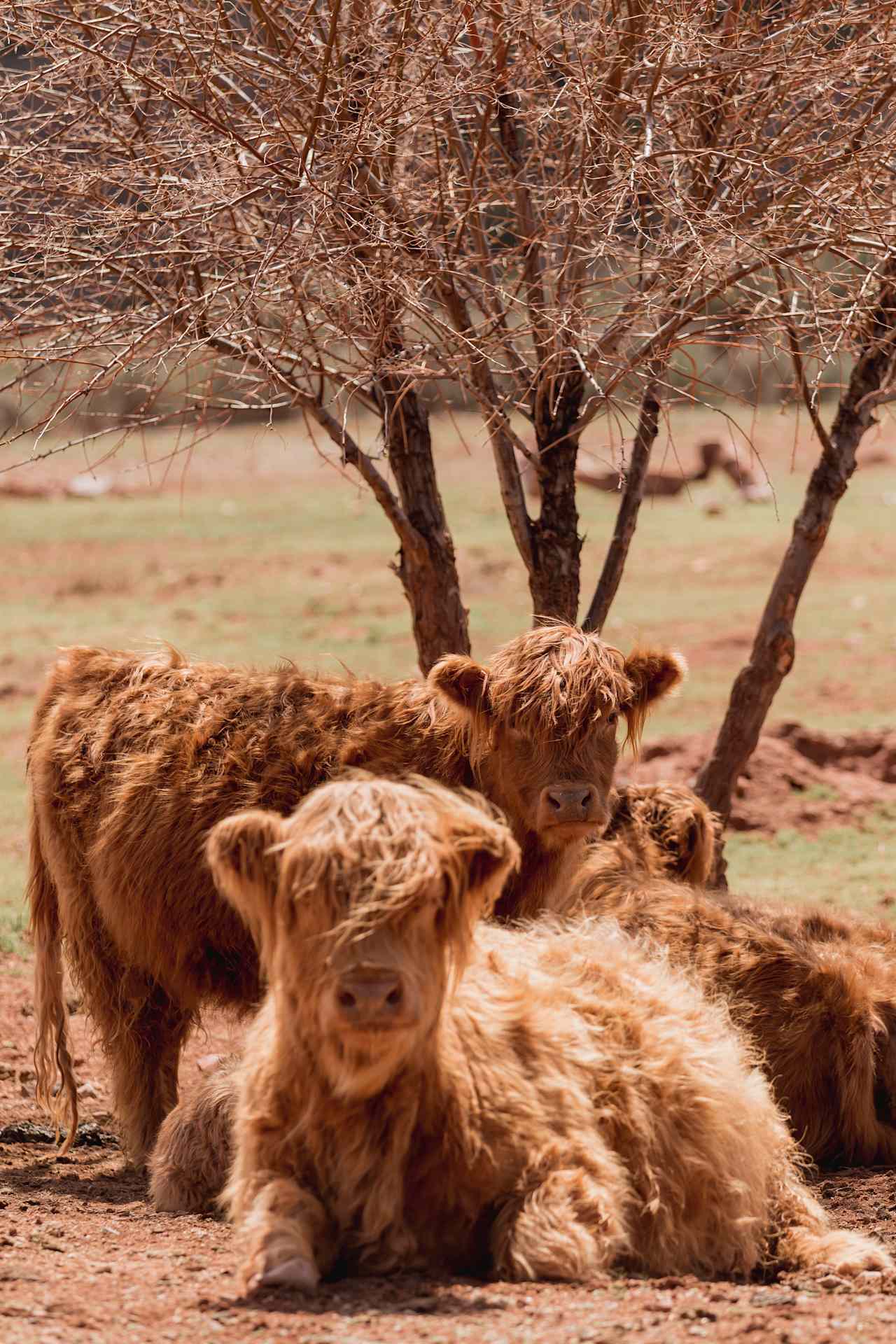 Highlands coos are the cutest!  