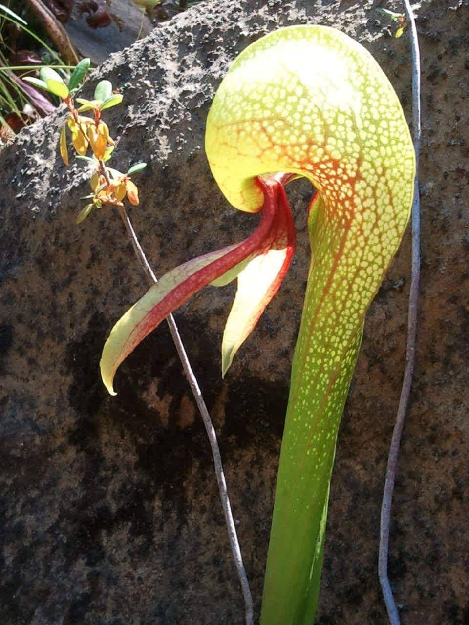 Darlingtonia (native carnivorous plant) that grows locally.