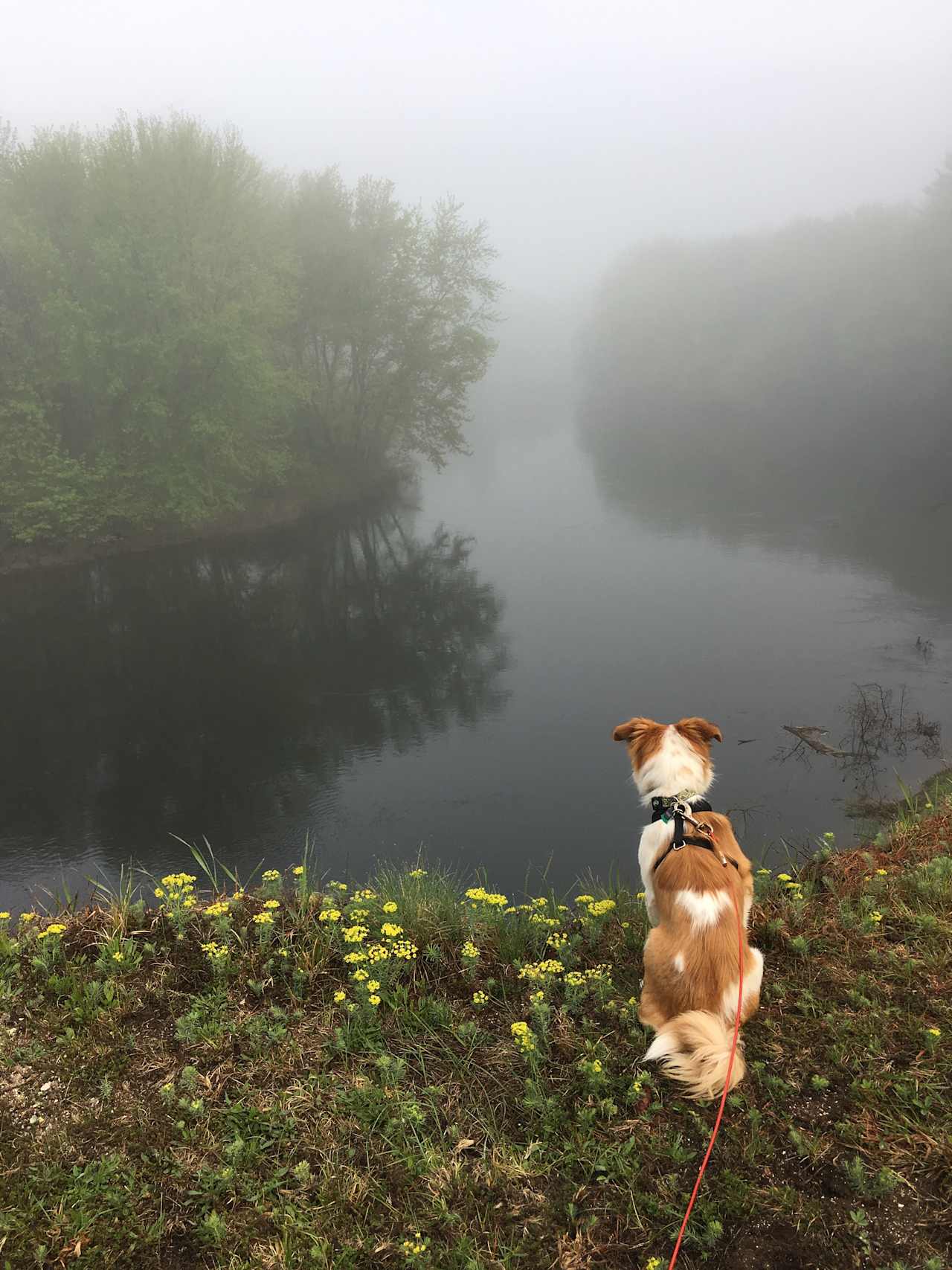 Woody’s first camping trip! He loved it here. So much to look at 😂