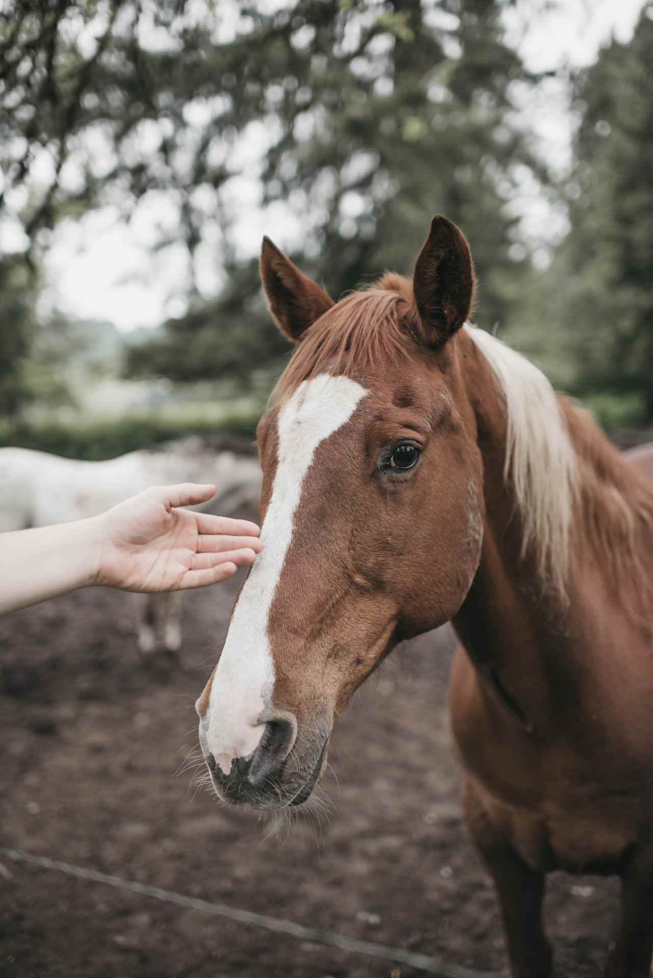 Horse Lovers Paradise
