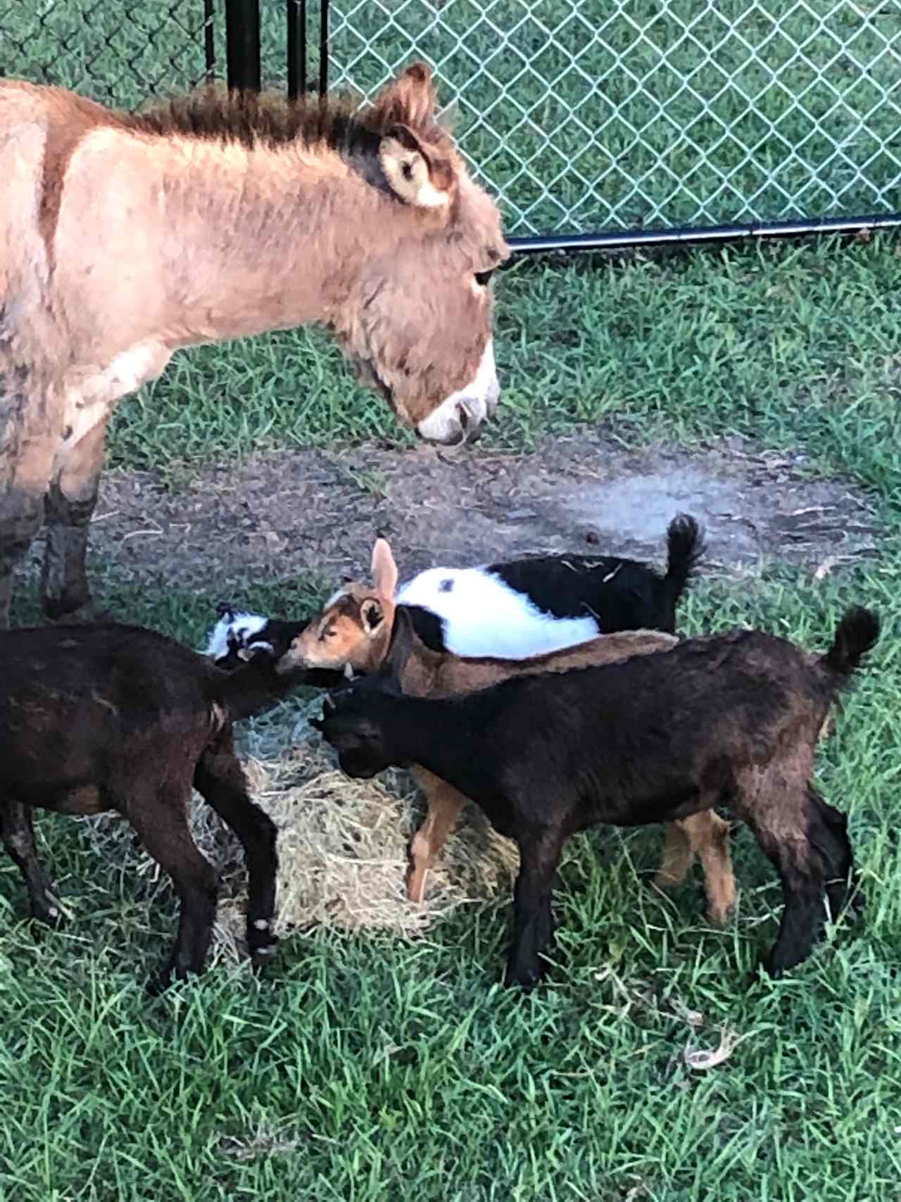 Our critters 